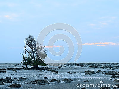 Low Tide with Mangrove Tree at Rocky Beach at Dawn - Vijaynagar Beach, Havelock Island, Andaman Nicobar, India Stock Photo