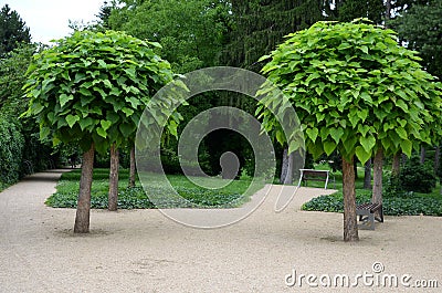 It is a low tree, with large leaves. The heart-shaped leaves are light to medium green. The tree maintains a broadly spherical, co Stock Photo