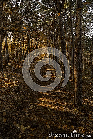 Low sunlight casting rays and shadows between trees in forrest Stock Photo