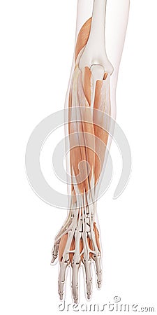 The lower arm muscles Cartoon Illustration