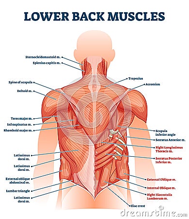 Lower back muscles labeled educational anatomical scheme vector illustration Vector Illustration