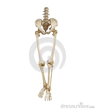 Lower body, human skeleton. Pelvic bone and legs Stock Photo