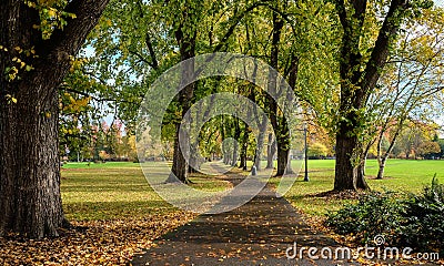 Lower campus in golden autumn light, Oregon State University, Co Stock Photo