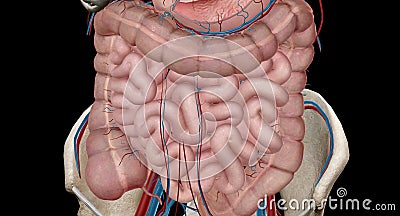 The lower gastrointestinal (GI) tract is the last part of the digestive tract Stock Photo