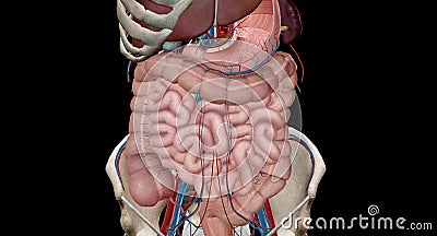 The lower gastrointestinal (GI) tract is the last part of the digestive tract Stock Photo