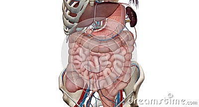 The lower gastrointestinal (GI) tract is the last part of the digestive tract Stock Photo