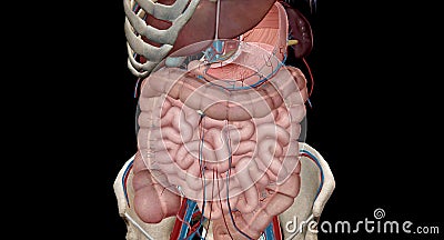 The lower gastrointestinal (GI) tract is the last part of the digestive tract Stock Photo