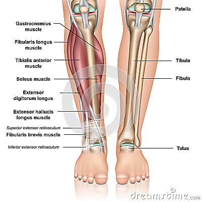 Lower leg anatomy 3d medical vector illustration on white background Vector Illustration