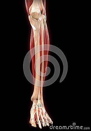 Lower Legs Muscles Anatomy Stock Photo