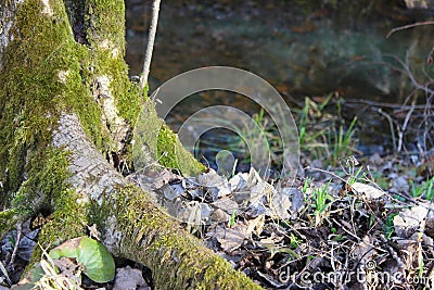 The lower parts of trees with roots in the form of chicken legs. Stock Photo