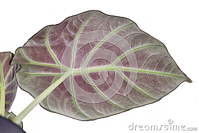 Lower red side of leaf of tropical `Alocasia Reginula` houseplant isolated on white background Stock Photo