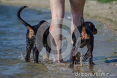 Lower section of man and two Young Black Dogs walking along the seashore Stock Photo