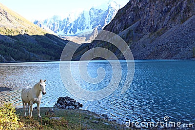 The lower shavlinskoe lake and white horse Stock Photo