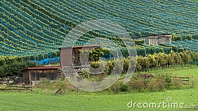 Vineyards in Heiligkreuz on the Gonzen, Swiss Alps Stock Photo