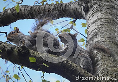 Lower view on couple of amazing grey colored squirrels with bushy tails sitting on grey branch. on Stock Photo