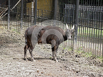 Lowland anoa in zoo Stock Photo