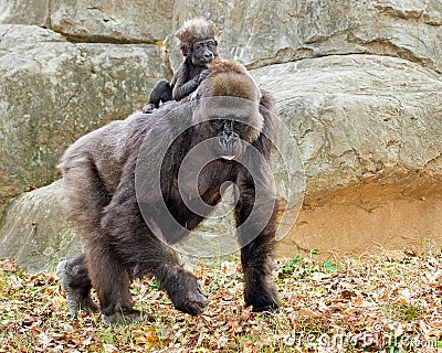 Lowland gorilla mother and infant Stock Photo