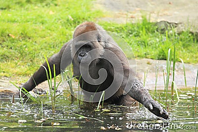Lowland gorilla in water Stock Photo