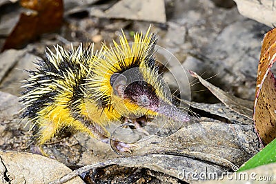 Lowland streaked tenrec , andasibe Stock Photo