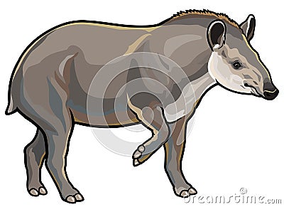 Lowland tapir Vector Illustration