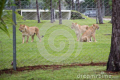 Lions Behind Fence at Lion Country Safari Editorial Stock Photo