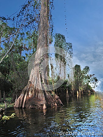 Loxahatchee River Cypress Trees in Florida Stock Photo