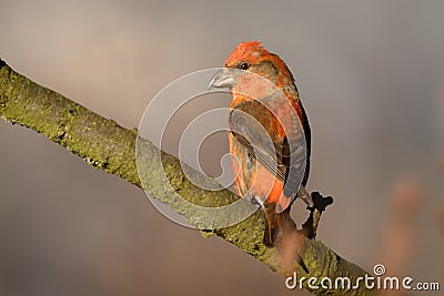 Loxia curvirostra - Red Crossbill sitting on the perch Stock Photo