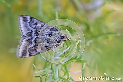 Loxostege sticticalis is a species of moth in the Crambidae family Stock Photo
