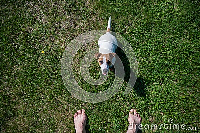 A loyal dog looks at the owner. Playful Jack Russell Terrier puppy standing next to the bare male feet on the green Stock Photo