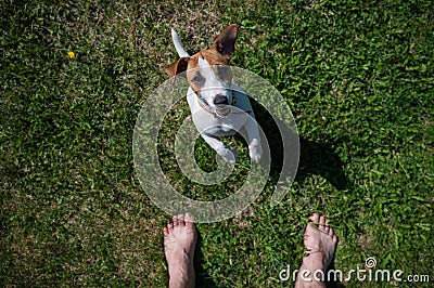 A loyal dog looks at the owner. Playful Jack Russell Terrier puppy standing next to the bare male feet on the green Stock Photo