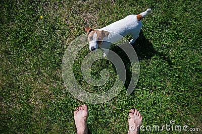 A loyal dog looks at the owner. Playful Jack Russell Terrier puppy standing next to the bare male feet on the green Stock Photo