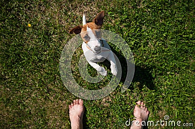 A loyal dog looks at the owner. Playful Jack Russell Terrier puppy standing next to the bare male feet on the green Stock Photo