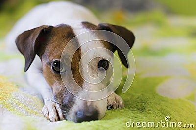 Loyal a dog Stock Photo