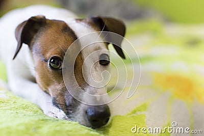 Loyal a dog Stock Photo