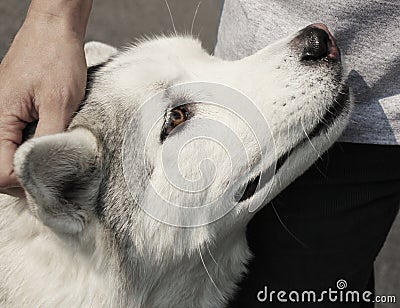 Loyal Dog - Man's Best Friend Stock Photo