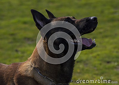 Loyal Dog Stock Photo