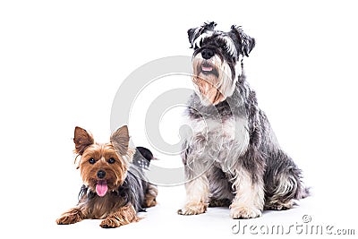 Loyal family dogs Stock Photo