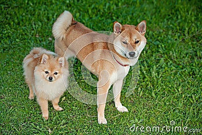 Loyal friend.Shiba inu and pomeranian puppy Stock Photo