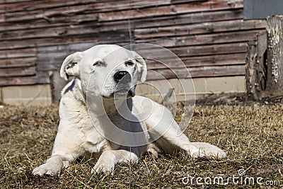 Loyal Male American Bulldog Stock Photo