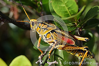 Lubber Grasshopper Stock Photo