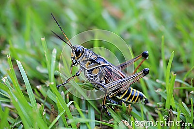 Lubber Grasshopper on grass Stock Photo