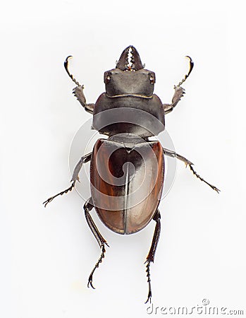 Lucanus Stock Photo