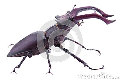 Lucanus cervus. Stock Photo