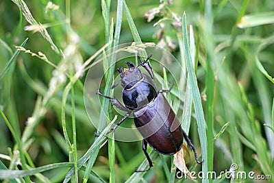 Female Lucanus cervus, female in the grass Stock Photo