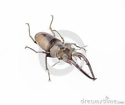 Lucanus hermani Delisle Stock Photo