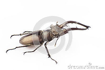 Lucanus hermani Delisle Stock Photo