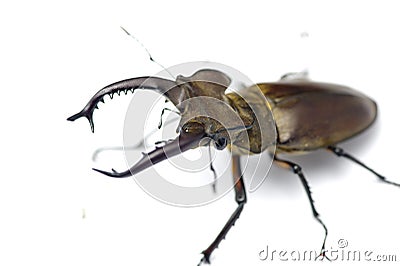 Lucanus maculifemoratus taiwanus Stock Photo