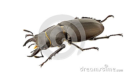 Lucanus tetraodon Stock Photo