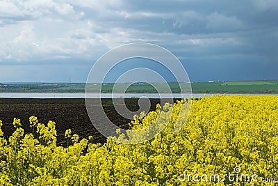 Lucerne field, river and blue sky Stock Photo