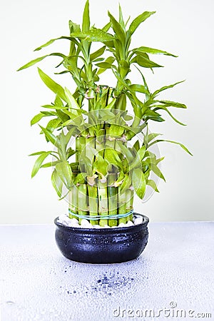 Lucky bamboo Stock Photo